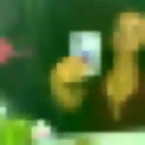 Charlotte, 25 ans, connectée à Flers pour une rencontre coquine